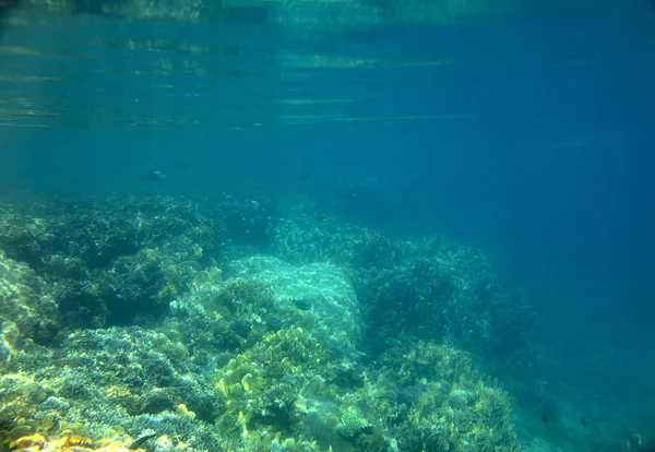 Poissons Mer Près Corail Sous Marin — Photo