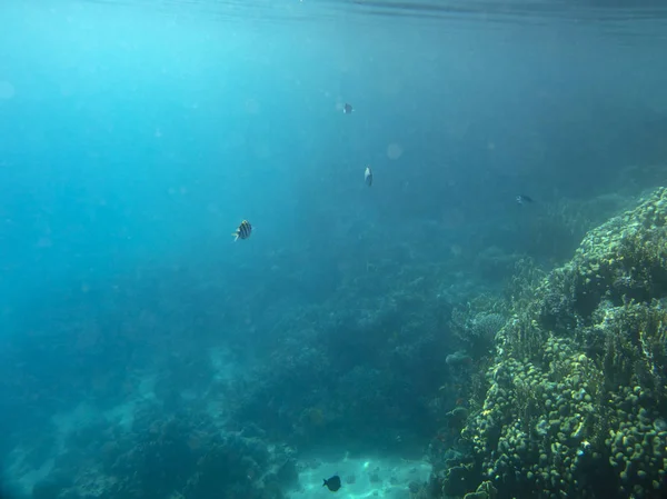 Havsfisk Nära Korall Vattnet — Stockfoto