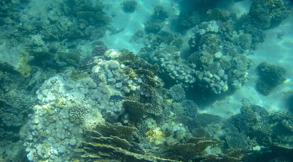 Морская Рыба Рядом Кораллами Водой — стоковое фото