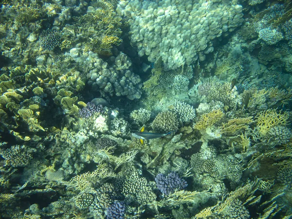 Pesce Mare Vicino Corallo Subacqueo — Foto Stock