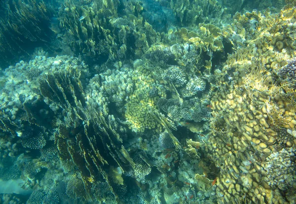 Mercan Yakınında Deniz Balığı Sualtı — Stok fotoğraf