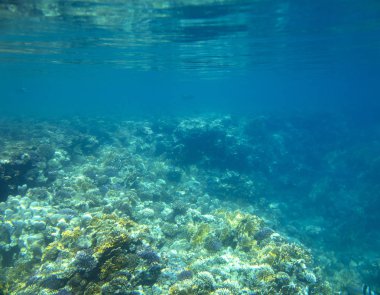 mercan yakınında deniz balığı, sualtı