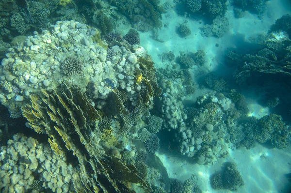 サンゴの近くの海の魚 — ストック写真