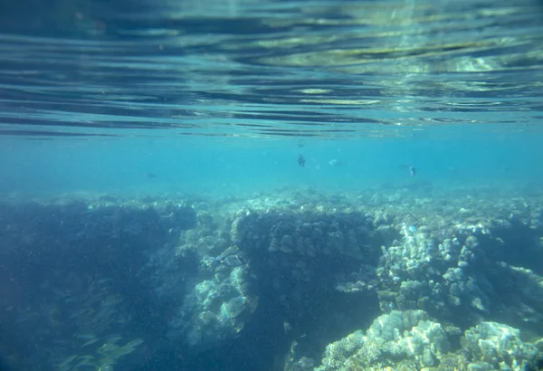 Havsfisk Nära Korall Vattnet — Stockfoto
