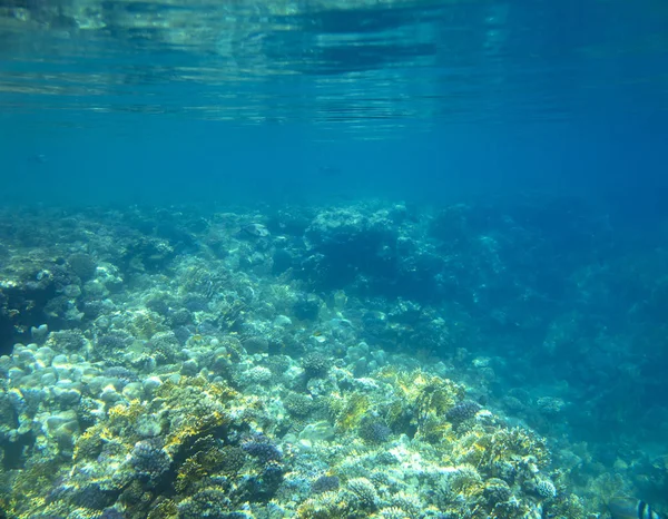 サンゴの近くの海の魚 — ストック写真