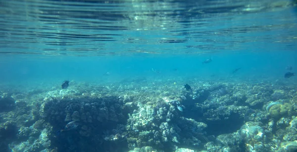 Pesce Mare Vicino Corallo Subacqueo — Foto Stock