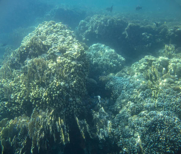 Морська Риба Біля Коралу Під Водою — стокове фото