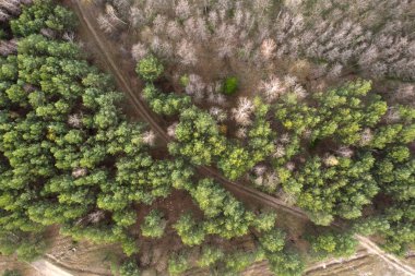 yeşil orman hava manzarası 