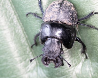 Sürünen böceğin seçmeli odağı