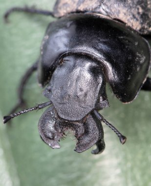 Sürünen böceğin seçmeli odağı