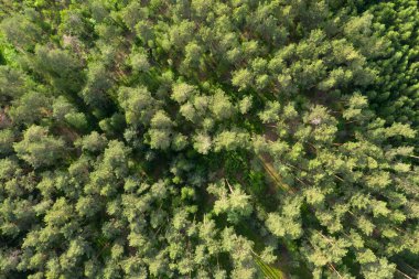 yeşil orman hava manzarası 