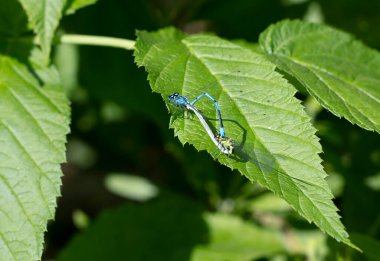 Yeşil yapraklı mavi yusufçuk 