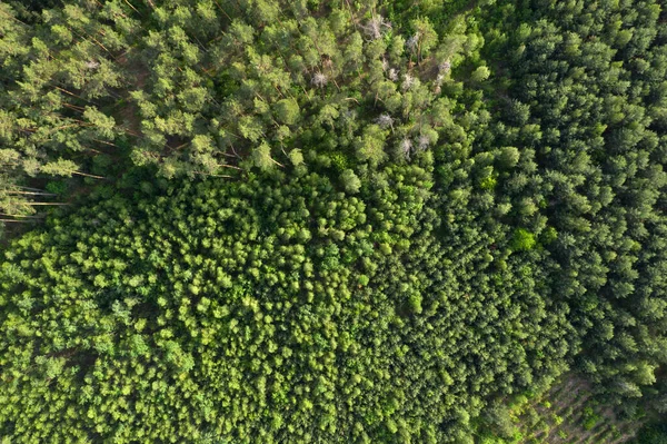 Verde Foresta Vista Aerea — Foto Stock