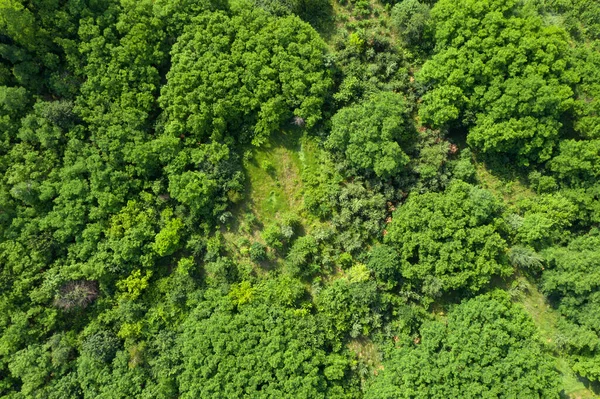 Vista Aérea Del Bosque Verde — Foto de Stock