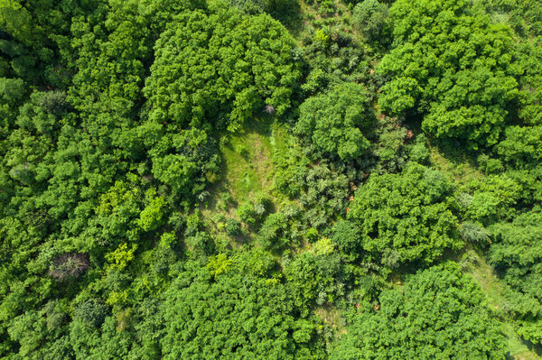 Green forest aerial view