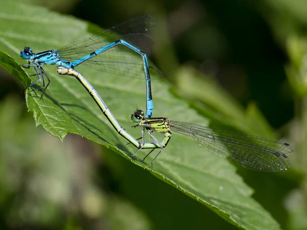 Libellule Bleue Sur Feuille Verte — Photo