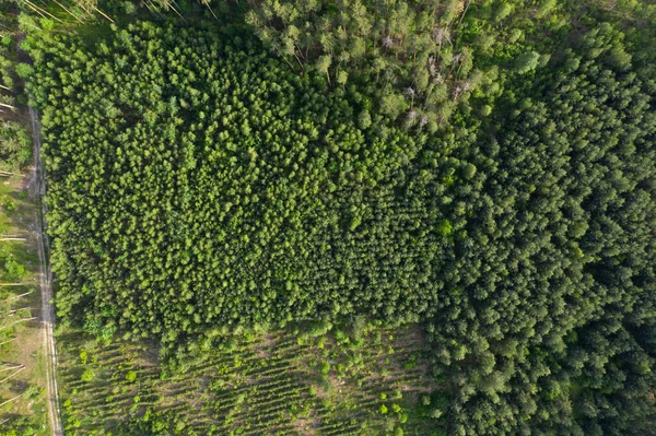 Groen Boszicht Vanuit Lucht — Stockfoto