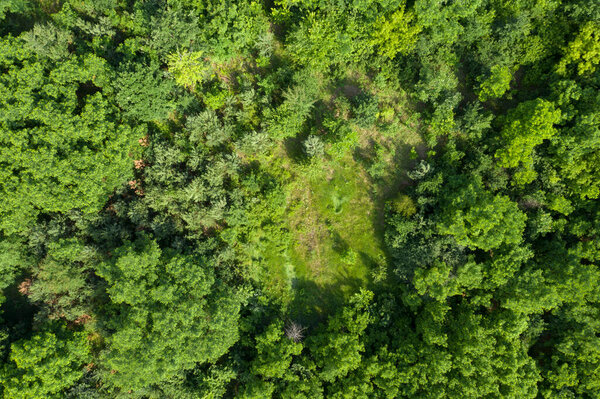 Green forest aerial view