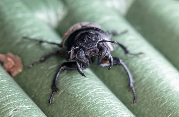 Foco Seletivo Bug Rastejante — Fotografia de Stock