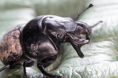 Sürünen böceğin seçmeli odağı