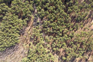 yeşil orman hava manzarası 