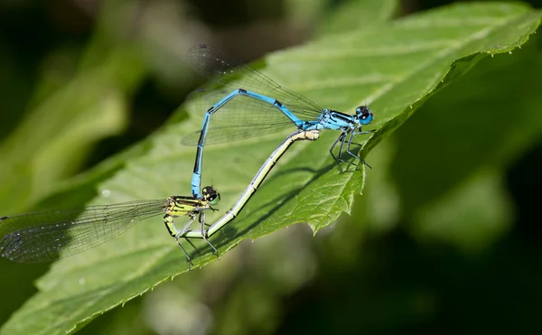 Blauwe Libel Groen Blad — Stockfoto