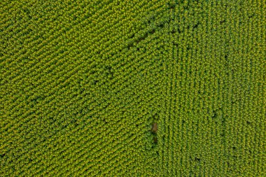 Yeşil alanda en üst görünüm 