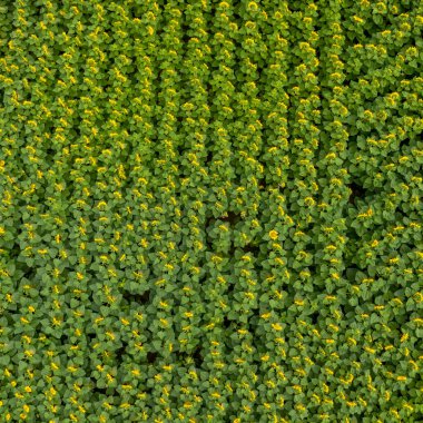 Yeşil alanda en üst görünüm 