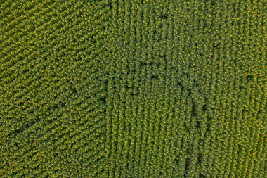 Yeşil alanda en üst görünüm 