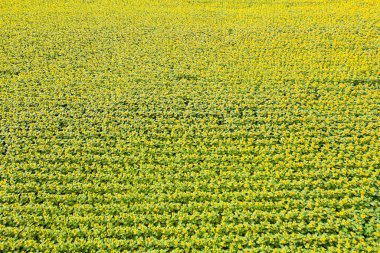 Yeşil alanda en üst görünüm 