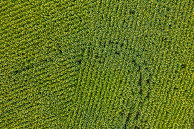 Yeşil alanda en üst görünüm 