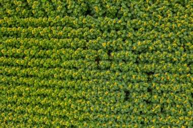 Yeşil alanda en üst görünüm 