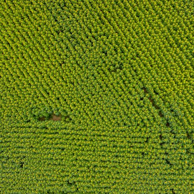 Yeşil alanda en üst görünüm 
