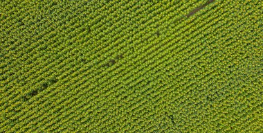 Yeşil alanda en üst görünüm 