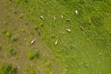 Tarlada otlayan ineklerin üst görüntüsü