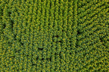 Yeşil alanda en üst görünüm 