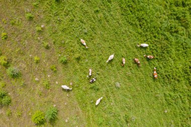 Tarlada otlayan ineklerin üst görüntüsü