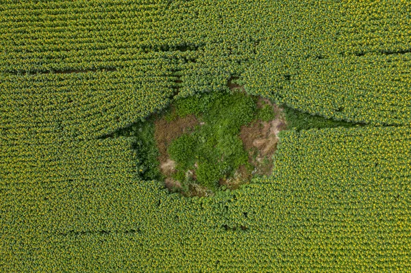 Blick Von Oben Auf Die Grüne Wiese — Stockfoto