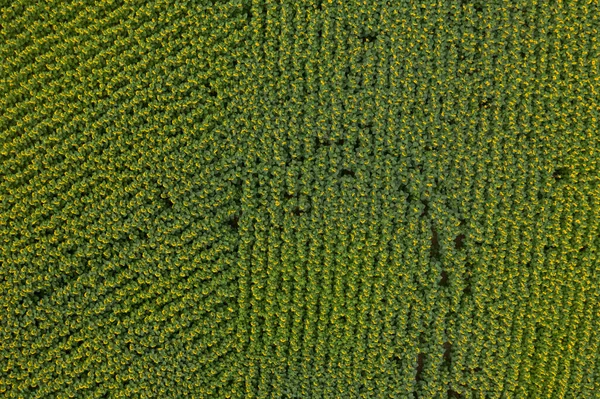 Blick Von Oben Auf Die Grüne Wiese — Stockfoto