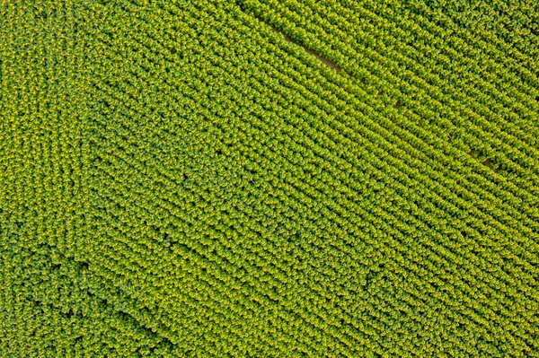 Вид Сверху Зеленое Поле — стоковое фото