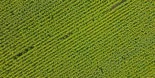 Yeşil alanda en üst görünüm 