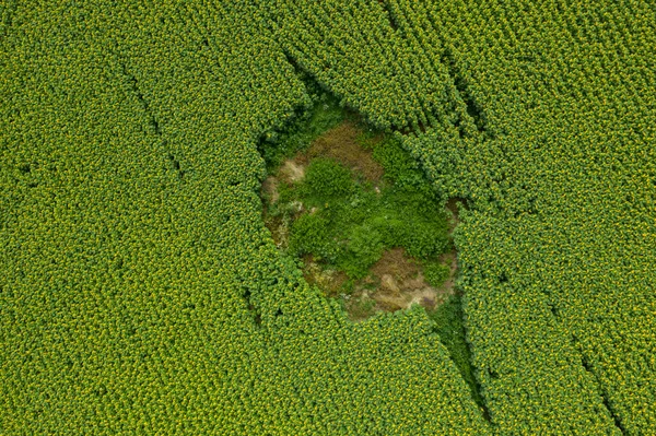 Top View Green Field — Stock Photo, Image