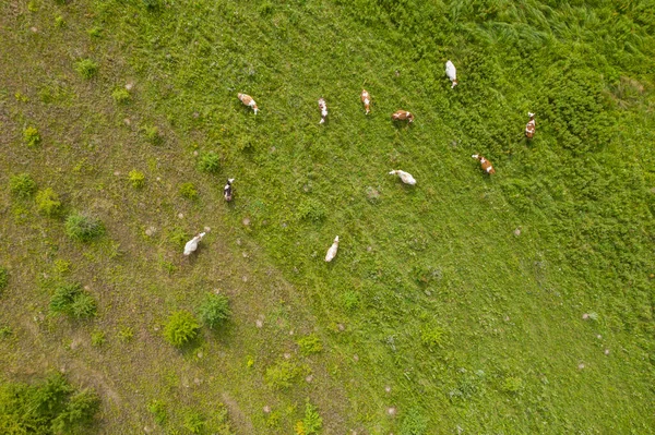 Top View Cows Grazing Field — Stock Photo, Image