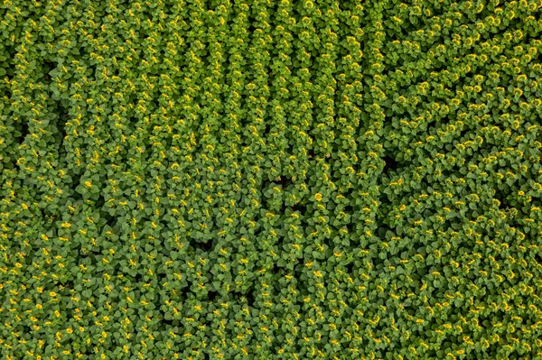 Yeşil alanda en üst görünüm 