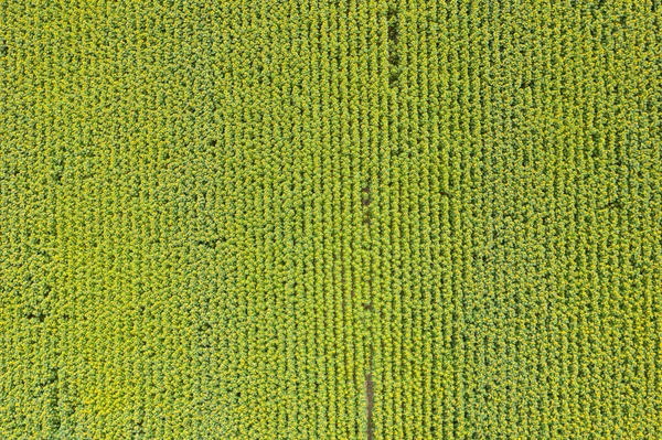 Yeşil alanda en üst görünüm 