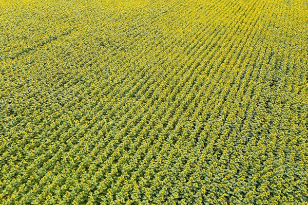 Top View Green Field — Stock Photo, Image
