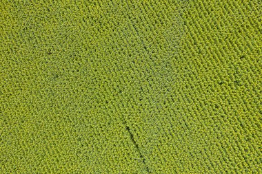 Yeşil alanda en üst görünüm 