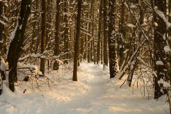 Winter Landscape Beautiful Winter Forest Trees Branches Trunks Covered Snow — Stock Photo, Image