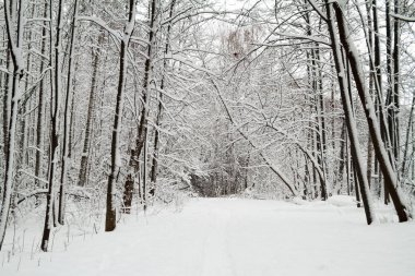 Kış manzarası. Güzel kış orman. Şehir Parkı aşırı kar yağışı. Ağaçların dalları ve karla kaplı gövdeleri.