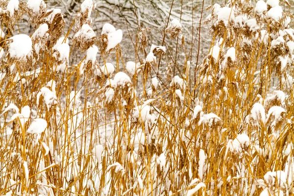 Paisaje Invernal Césped Pantano Cubierto Con Una Deriva Nieve —  Fotos de Stock
